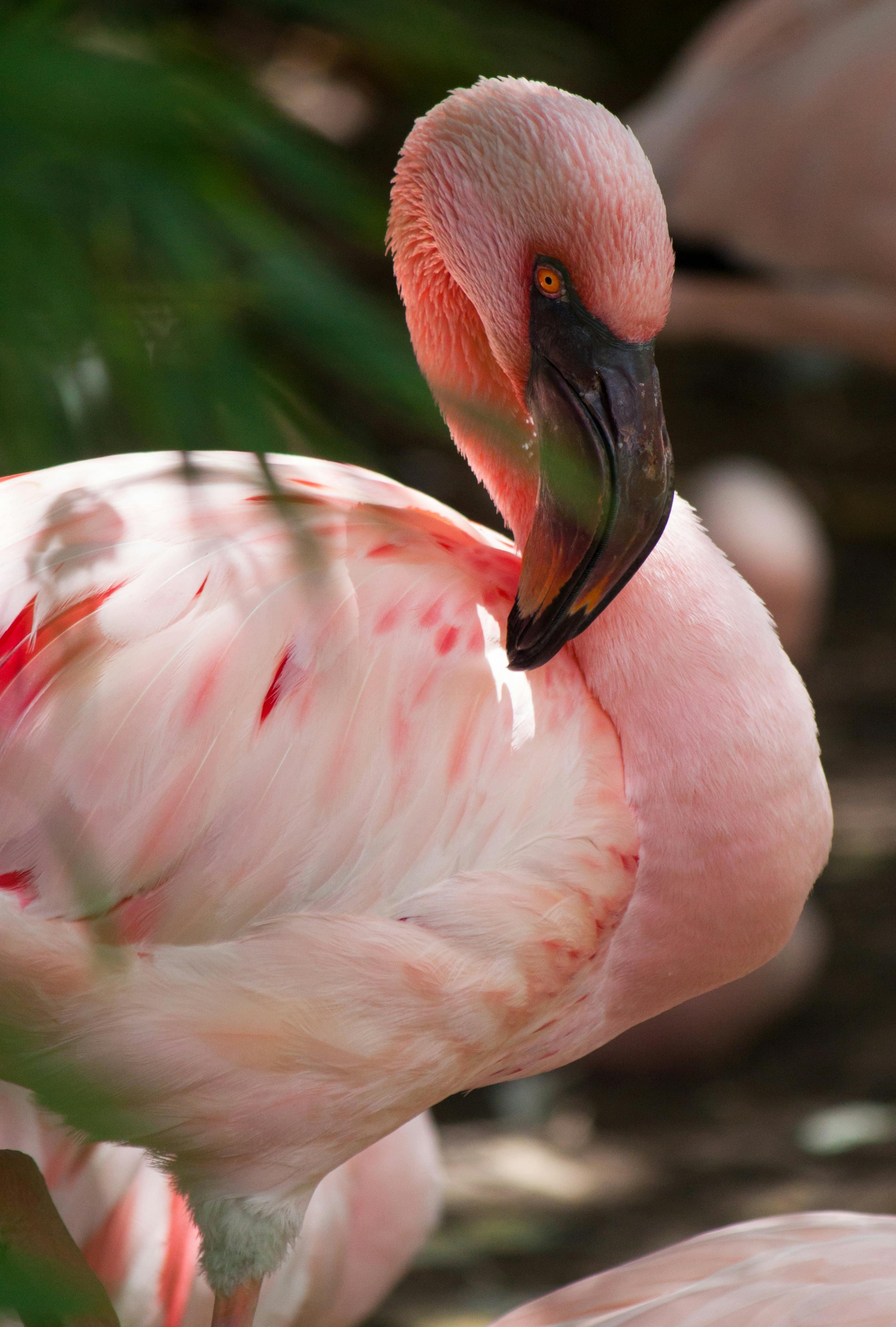 Jurong Bird Park