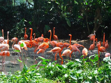 Jurong Bird Park