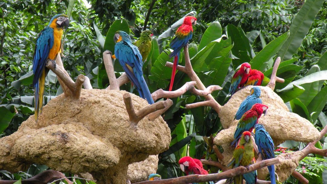 Jurong Bird Park