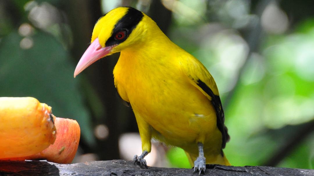 Jurong Bird Park