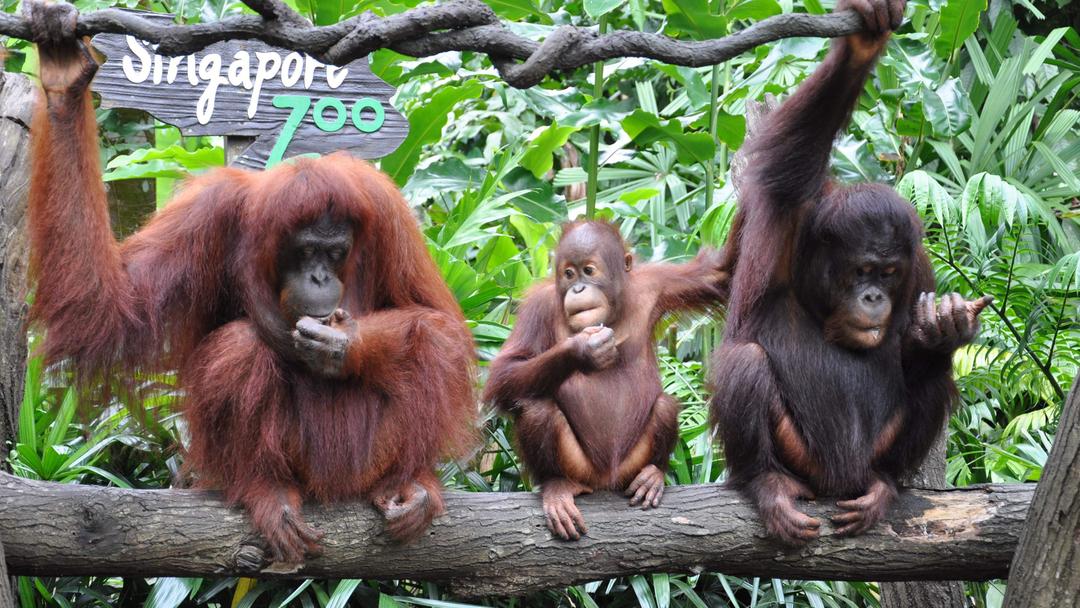 Singapore Zoo