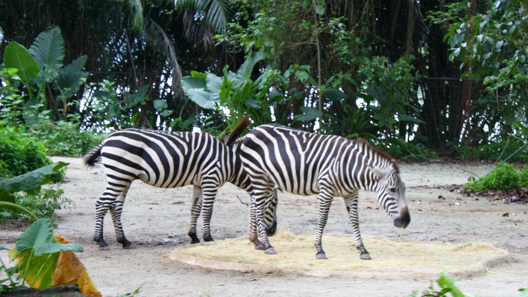 Singapore Zoo